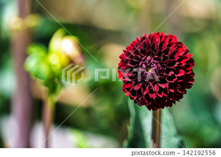 A park in midsummer, dahlias in vibrant bloom - Kawanishi Dahlia Garden, Kawanishi Town, Yamagata Prefecture 142192556