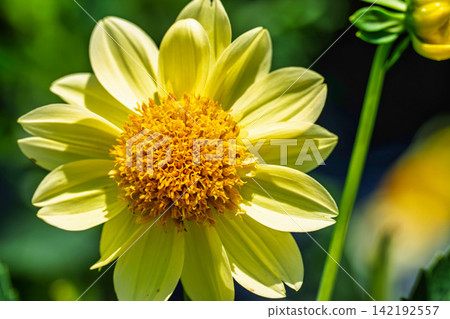 A park in midsummer, dahlias in vibrant bloom - Kawanishi Dahlia Garden, Kawanishi Town, Yamagata Prefecture A park in midsummer, dahlias in vibrant bloom - Kawanishi Dahlia Garden, Kawanishi Town, Yamagata Prefecture 142192557