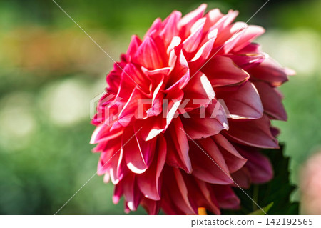 A park in midsummer, dahlias in vibrant bloom - Kawanishi Dahlia Garden, Kawanishi Town, Yamagata Prefecture A park in midsummer, dahlias in vibrant bloom - Kawanishi Dahlia Garden, Kawanishi Town, Yamagata Prefecture 142192565