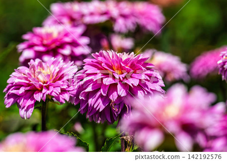 A park in midsummer, dahlias in vibrant bloom - Kawanishi Dahlia Garden, Kawanishi Town, Yamagata Prefecture A park in midsummer, dahlias in vibrant bloom - Kawanishi Dahlia Garden, Kawanishi Town, Yamagata Prefecture 142192576