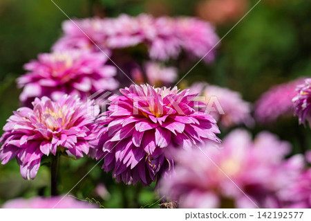 A park in midsummer, dahlias in vibrant bloom - Kawanishi Dahlia Garden, Kawanishi Town, Yamagata Prefecture 142192577