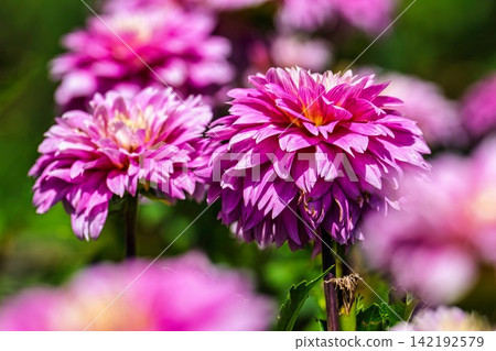 A park in midsummer, dahlias in vibrant bloom - Kawanishi Dahlia Garden, Kawanishi Town, Yamagata Prefecture A park in midsummer, dahlias in vibrant bloom - Kawanishi Dahlia Garden, Kawanishi Town, Yamagata Prefecture 142192579