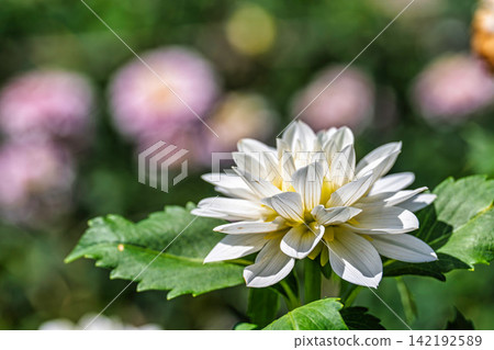 A park in midsummer, dahlias in vibrant bloom - Kawanishi Dahlia Garden, Kawanishi Town, Yamagata Prefecture A park in midsummer, dahlias in vibrant bloom - Kawanishi Dahlia Garden, Kawanishi Town, Yamagata Prefecture 142192589