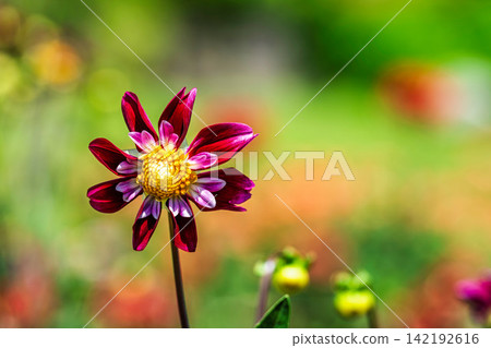 A park in midsummer, dahlias in vibrant bloom - Kawanishi Dahlia Garden, Kawanishi Town, Yamagata Prefecture A park in midsummer, dahlias in vibrant bloom - Kawanishi Dahlia Garden, Kawanishi Town, Yamagata Prefecture 142192616