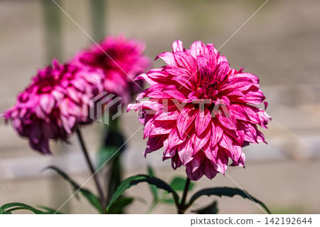 A park in midsummer, dahlias in vibrant bloom - Kawanishi Dahlia Garden, Kawanishi Town, Yamagata Prefecture A park in midsummer, dahlias in vibrant bloom - Kawanishi Dahlia Garden, Kawanishi Town, Yamagata Prefecture 142192644