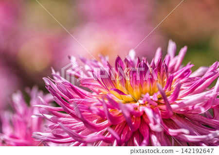 A park in midsummer, dahlias in vibrant bloom - Kawanishi Dahlia Garden, Kawanishi Town, Yamagata Prefecture A park in midsummer, dahlias in vibrant bloom - Kawanishi Dahlia Garden, Kawanishi Town, Yamagata Prefecture 142192647