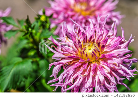 A park in midsummer, dahlias in vibrant bloom - Kawanishi Dahlia Garden, Kawanishi Town, Yamagata Prefecture A park in midsummer, dahlias in vibrant bloom - Kawanishi Dahlia Garden, Kawanishi Town, Yamagata Prefecture 142192650