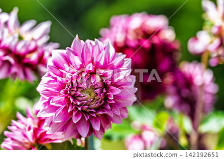 A park in midsummer, dahlias in vibrant bloom - Kawanishi Dahlia Garden, Kawanishi Town, Yamagata Prefecture A park in midsummer, dahlias in vibrant bloom - Kawanishi Dahlia Garden, Kawanishi Town, Yamagata Prefecture 142192651