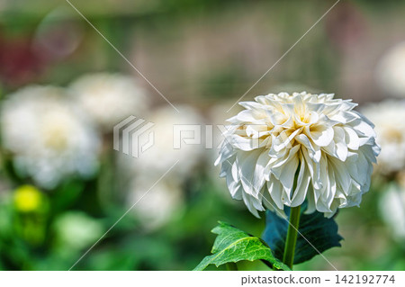 A park in midsummer, dahlias in vibrant bloom - Kawanishi Dahlia Garden, Kawanishi Town, Yamagata Prefecture A park in midsummer, dahlias in vibrant bloom - Kawanishi Dahlia Garden, Kawanishi Town, Yamagata Prefecture 142192774