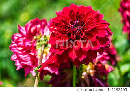 A park in midsummer, dahlias in vibrant bloom - Kawanishi Dahlia Garden, Kawanishi Town, Yamagata Prefecture A park in midsummer, dahlias in vibrant bloom - Kawanishi Dahlia Garden, Kawanishi Town, Yamagata Prefecture 142192795