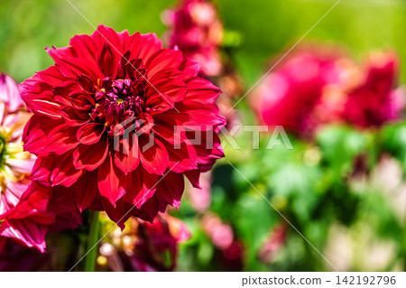 A park in midsummer, dahlias in vibrant bloom - Kawanishi Dahlia Garden, Kawanishi Town, Yamagata Prefecture A park in midsummer, dahlias in vibrant bloom - Kawanishi Dahlia Garden, Kawanishi Town, Yamagata Prefecture 142192796