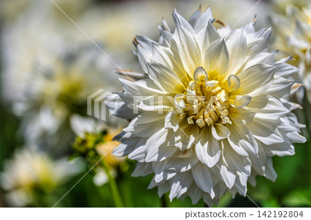 A park in midsummer, dahlias in vibrant bloom - Kawanishi Dahlia Garden, Kawanishi Town, Yamagata Prefecture A park in midsummer, dahlias in vibrant bloom - Kawanishi Dahlia Garden, Kawanishi Town, Yamagata Prefecture 142192804