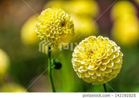 A park in midsummer, dahlias in vibrant bloom - Kawanishi Dahlia Garden, Kawanishi Town, Yamagata Prefecture A park in midsummer, dahlias in vibrant bloom - Kawanishi Dahlia Garden, Kawanishi Town, Yamagata Prefecture 142192828