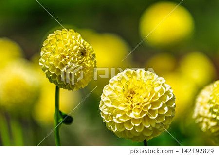 A park in midsummer, dahlias in vibrant bloom - Kawanishi Dahlia Garden, Kawanishi Town, Yamagata Prefecture 142192829