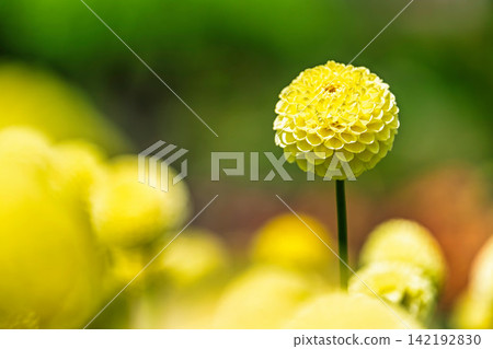 A park in midsummer, dahlias in vibrant bloom - Kawanishi Dahlia Garden, Kawanishi Town, Yamagata Prefecture A park in midsummer, dahlias in vibrant bloom - Kawanishi Dahlia Garden, Kawanishi Town, Yamagata Prefecture 142192830