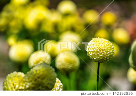 A park in midsummer, dahlias in vibrant bloom - Kawanishi Dahlia Garden, Kawanishi Town, Yamagata Prefecture A park in midsummer, dahlias in vibrant bloom - Kawanishi Dahlia Garden, Kawanishi Town, Yamagata Prefecture 142192836