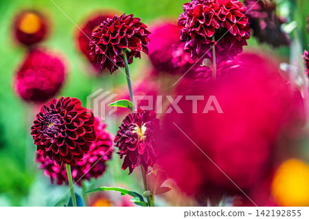 A park in midsummer, dahlias in vibrant bloom - Kawanishi Dahlia Garden, Kawanishi Town, Yamagata Prefecture A park in midsummer, dahlias in vibrant bloom - Kawanishi Dahlia Garden, Kawanishi Town, Yamagata Prefecture 142192855