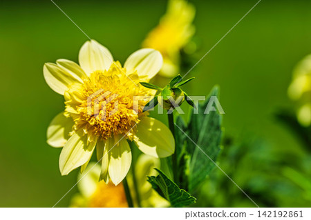 A park in midsummer, dahlias in vibrant bloom - Kawanishi Dahlia Garden, Kawanishi Town, Yamagata Prefecture A park in midsummer, dahlias in vibrant bloom - Kawanishi Dahlia Garden, Kawanishi Town, Yamagata Prefecture 142192861