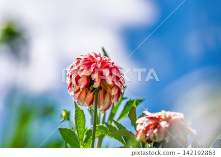 A park in midsummer, dahlias in vibrant bloom - Kawanishi Dahlia Garden, Kawanishi Town, Yamagata Prefecture A park in midsummer, dahlias in vibrant bloom - Kawanishi Dahlia Garden, Kawanishi Town, Yamagata Prefecture 142192863