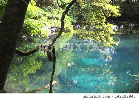 鬱鬱蔥蔥的森林中，隱藏著一片神祕的藍色池塘：山形縣湯座町的丸池。 142192943