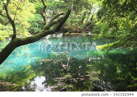 鬱鬱蔥蔥的森林中,隱藏著一片神祕的藍色池塘:山形縣湯座町的丸池。 鬱鬱蔥蔥的森林中,隱藏著一片神祕的藍色池塘:山形縣湯座町的丸池。 142192944
