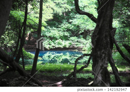 鬱鬱蔥蔥的森林中,隱藏著一片神祕的藍色池塘:山形縣湯座町的丸池。 鬱鬱蔥蔥的森林中,隱藏著一片神祕的藍色池塘:山形縣湯座町的丸池。 142192947