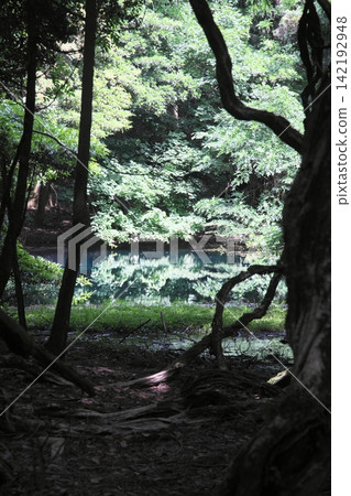 鬱鬱蔥蔥的森林中,隱藏著一片神祕的藍色池塘:山形縣湯座町的丸池。 鬱鬱蔥蔥的森林中,隱藏著一片神祕的藍色池塘:山形縣湯座町的丸池。 142192948