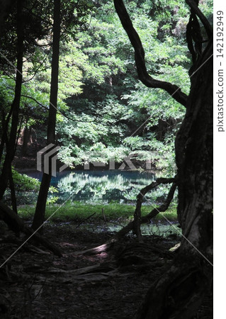 鬱鬱蔥蔥的森林中,隱藏著一片神祕的藍色池塘:山形縣湯座町的丸池。 鬱鬱蔥蔥的森林中,隱藏著一片神祕的藍色池塘:山形縣湯座町的丸池。 142192949