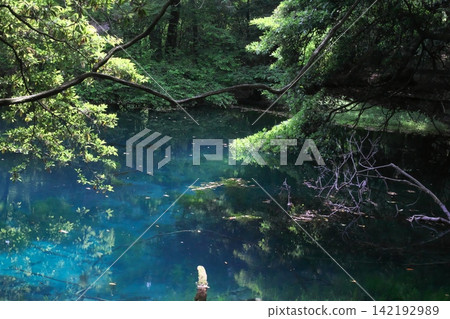 鬱鬱蔥蔥的森林中,隱藏著一片神祕的藍色池塘:山形縣湯座町的丸池。 鬱鬱蔥蔥的森林中,隱藏著一片神祕的藍色池塘:山形縣湯座町的丸池。 142192989