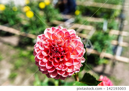 A park in midsummer, dahlias in vibrant bloom - Kawanishi Dahlia Garden, Kawanishi Town, Yamagata Prefecture A park in midsummer, dahlias in vibrant bloom - Kawanishi Dahlia Garden, Kawanishi Town, Yamagata Prefecture 142193003