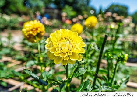 A park in midsummer, dahlias in vibrant bloom - Kawanishi Dahlia Garden, Kawanishi Town, Yamagata Prefecture A park in midsummer, dahlias in vibrant bloom - Kawanishi Dahlia Garden, Kawanishi Town, Yamagata Prefecture 142193005