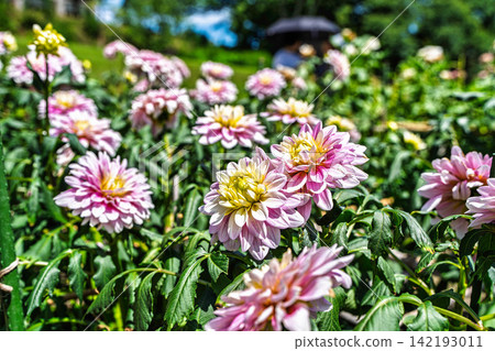 A park in midsummer, dahlias in vibrant bloom - Kawanishi Dahlia Garden, Kawanishi Town, Yamagata Prefecture A park in midsummer, dahlias in vibrant bloom - Kawanishi Dahlia Garden, Kawanishi Town, Yamagata Prefecture 142193011