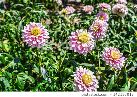 A park in midsummer, dahlias in vibrant bloom - Kawanishi Dahlia Garden, Kawanishi Town, Yamagata Prefecture 142193012