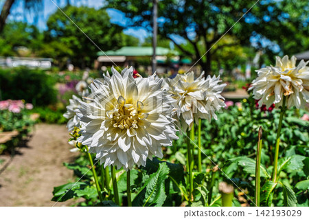 A park in midsummer, dahlias in vibrant bloom - Kawanishi Dahlia Garden, Kawanishi Town, Yamagata Prefecture A park in midsummer, dahlias in vibrant bloom - Kawanishi Dahlia Garden, Kawanishi Town, Yamagata Prefecture 142193029