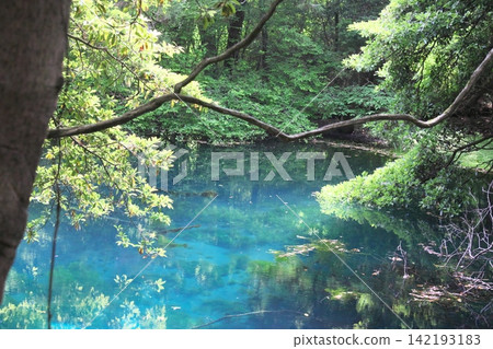 鬱鬱蔥蔥的森林中，隱藏著一片神祕的藍色池塘：山形縣湯座町的丸池。 142193183
