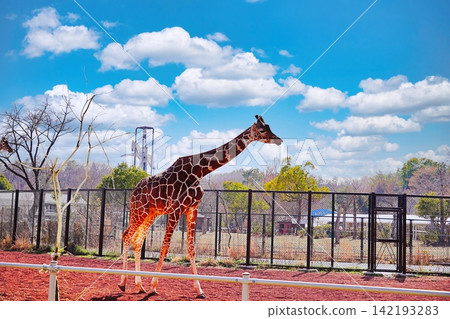 Giraffe Giraffe 142193283