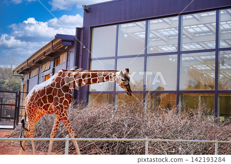 Giraffe Giraffe 142193284