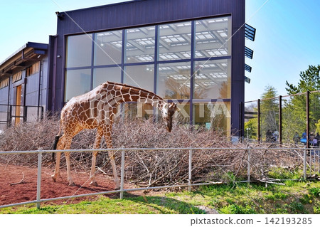 Giraffe Giraffe 142193285