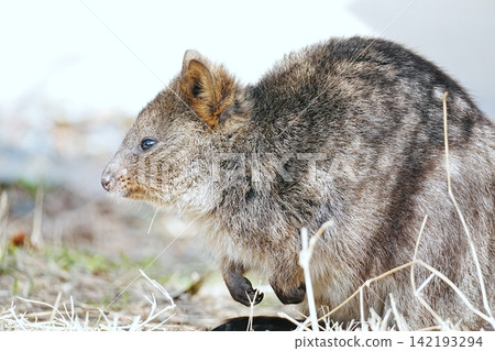 Quokka Quokka 142193294