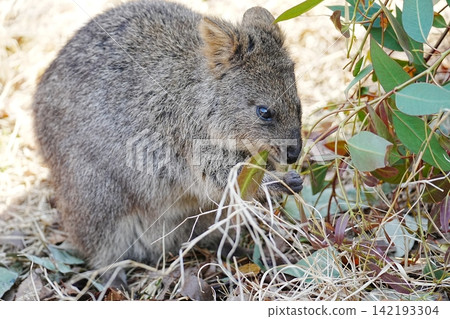 Quokka Quokka 142193304
