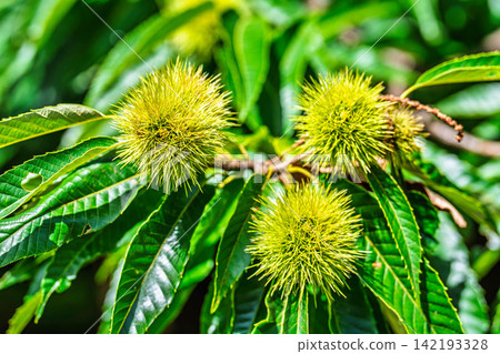 Autumn Delights: Chestnut Trees and Burrs - Shichikashuku Town, Miyagi Prefecture Autumn Delights: Chestnut Trees and Burrs - Shichikashuku Town, Miyagi Prefecture 142193328