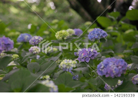A rainy season scene with hydrangeas in a variety of colors in bloom. A rainy season scene with hydrangeas in a variety of colors in bloom. 142193339