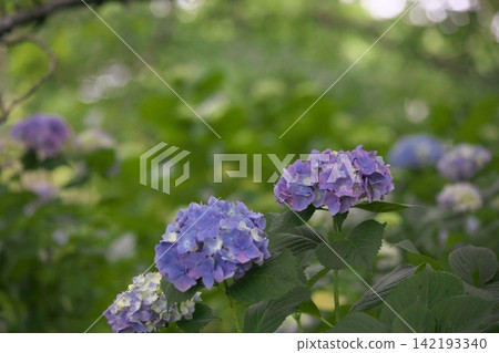 A rainy season scene with hydrangeas in a variety of colors in bloom. A rainy season scene with hydrangeas in a variety of colors in bloom. 142193340