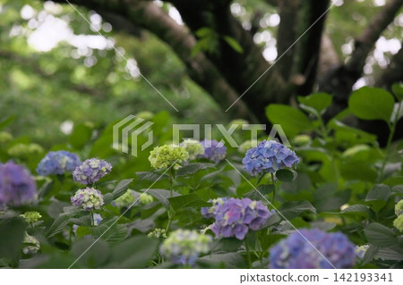 雨季景色,各種顏色的繡球花盛開。 雨季景色,各種顏色的繡球花盛開。 142193341