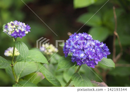 A rainy season scene with hydrangeas in a variety of colors in bloom. A rainy season scene with hydrangeas in a variety of colors in bloom. 142193344