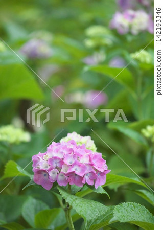 雨季景色，各種顏色的繡球花盛開。 142193346