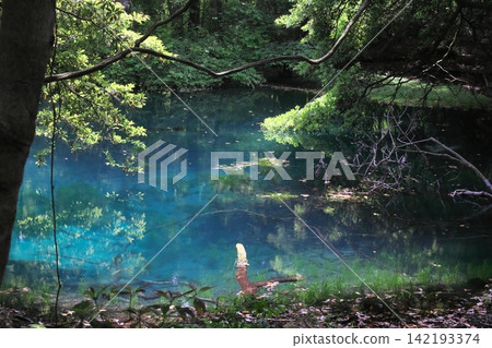 鬱鬱蔥蔥的森林中,隱藏著一片神祕的藍色池塘:山形縣湯座町的丸池。 鬱鬱蔥蔥的森林中,隱藏著一片神祕的藍色池塘:山形縣湯座町的丸池。 142193374