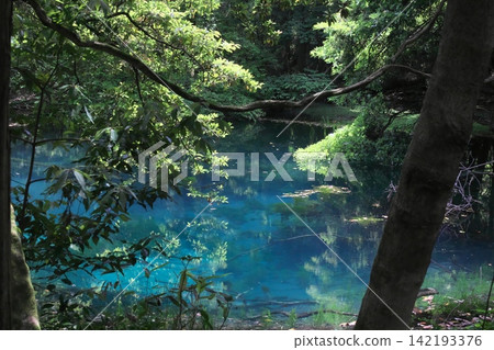 鬱鬱蔥蔥的森林中,隱藏著一片神祕的藍色池塘:山形縣湯座町的丸池。 鬱鬱蔥蔥的森林中,隱藏著一片神祕的藍色池塘:山形縣湯座町的丸池。 142193376