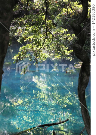 鬱鬱蔥蔥的森林中,隱藏著一片神祕的藍色池塘:山形縣湯座町的丸池。 鬱鬱蔥蔥的森林中,隱藏著一片神祕的藍色池塘:山形縣湯座町的丸池。 142193380
