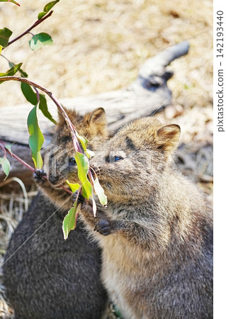 Quokka Quokka 142193440